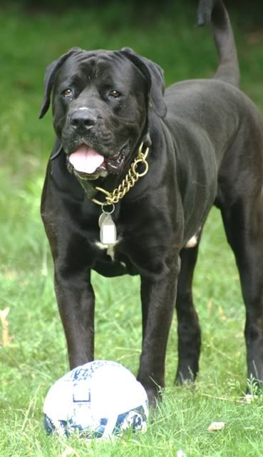 Ike - Cane Corso - Page 4 IMG_9738-Copy