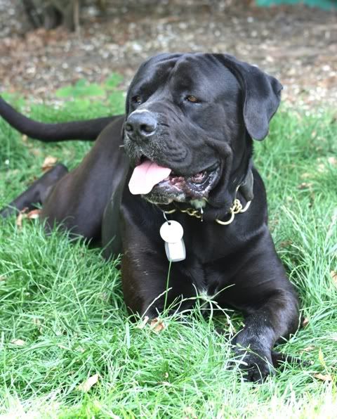 Ike - Cane Corso - Page 4 IMG_9746-Copy