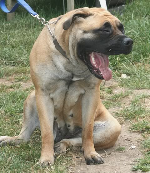 Sukie - Mastiff IMG_9493-Copy