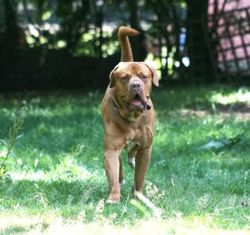 Marley - Dogue de Bordeaux cross Mastiff IMG_9713-Copy