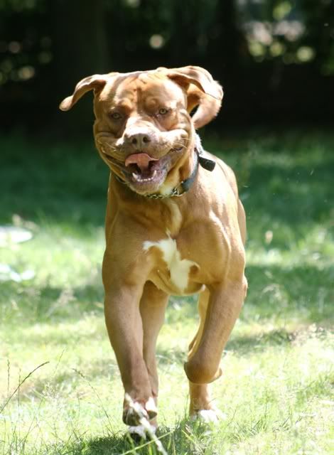 Marley - Dogue de Bordeaux cross Mastiff IMG_9714-Copy