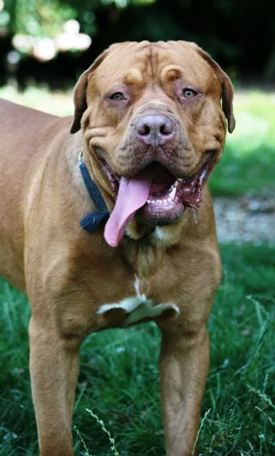 Marley - Dogue de Bordeaux cross Mastiff IMG_9725