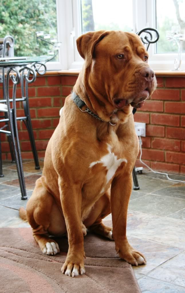 Marley - Dogue de Bordeaux cross Mastiff IMG_9870