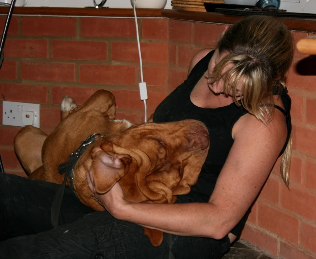 Marley - Dogue de Bordeaux cross Mastiff IMG_9928