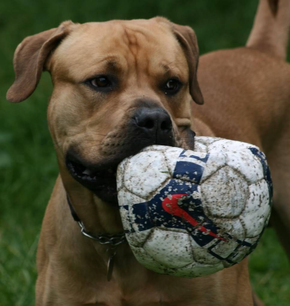 Stubbs - Mastiff cross - Page 2 IMG_9498