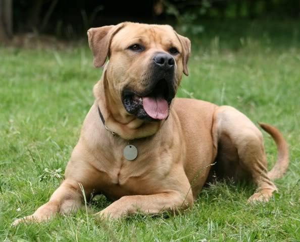 Stubbs - Mastiff cross IMG_9501-Copy