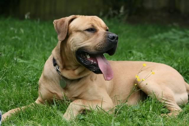 Stubbs - Mastiff cross IMG_9506-Copy