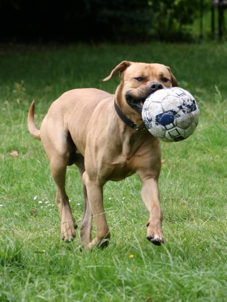 Stubbs - Mastiff cross - Page 2 IMG_9524