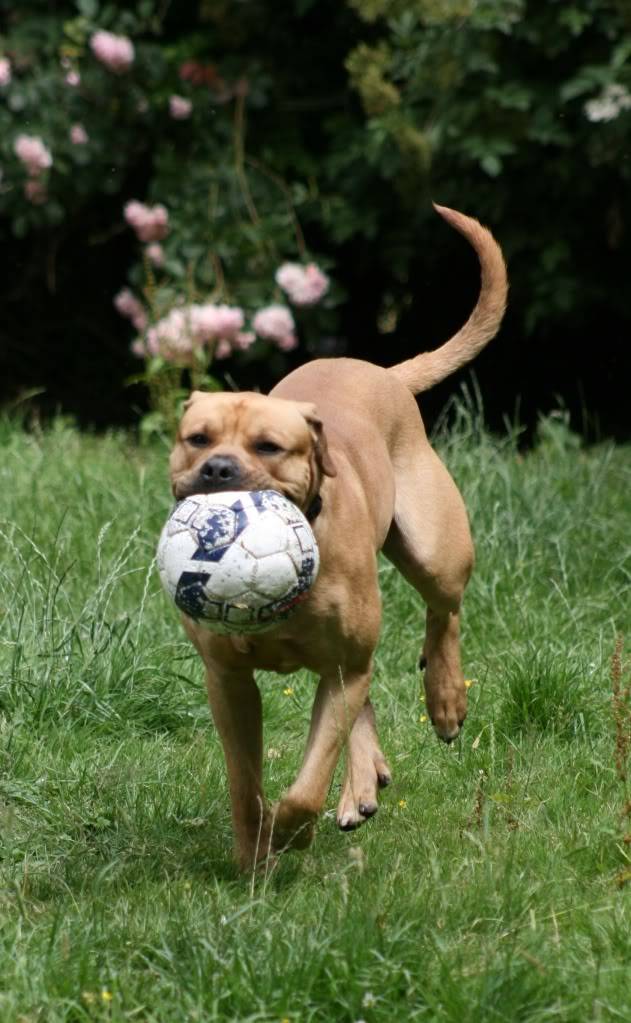 Stubbs - Mastiff cross IMG_9525