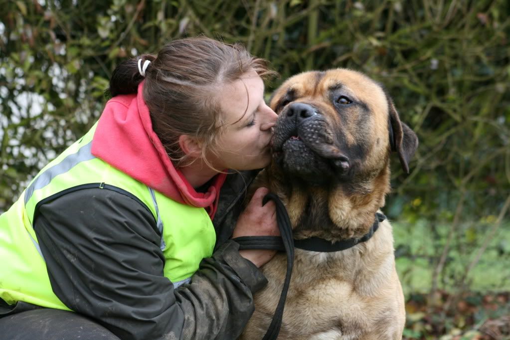 Yogi - Mastiff - Page 2 IMG_7066