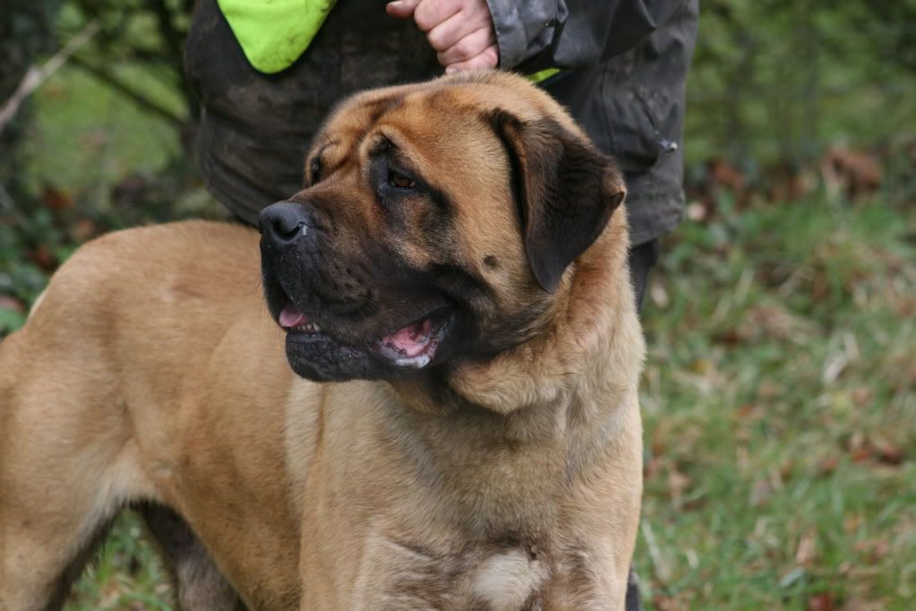 Yogi - Mastiff - Page 2 IMG_7073