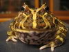 Emerald Isle Exotics Hornedfrog