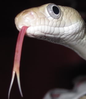 The Longest Tongue! Male31