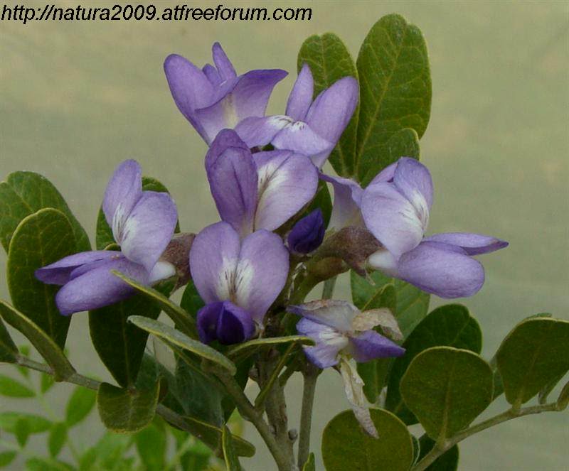 இயற்கை அழகு நிறைந்த காட்சிகள்  - Page 9 Sophora_secundiflora05