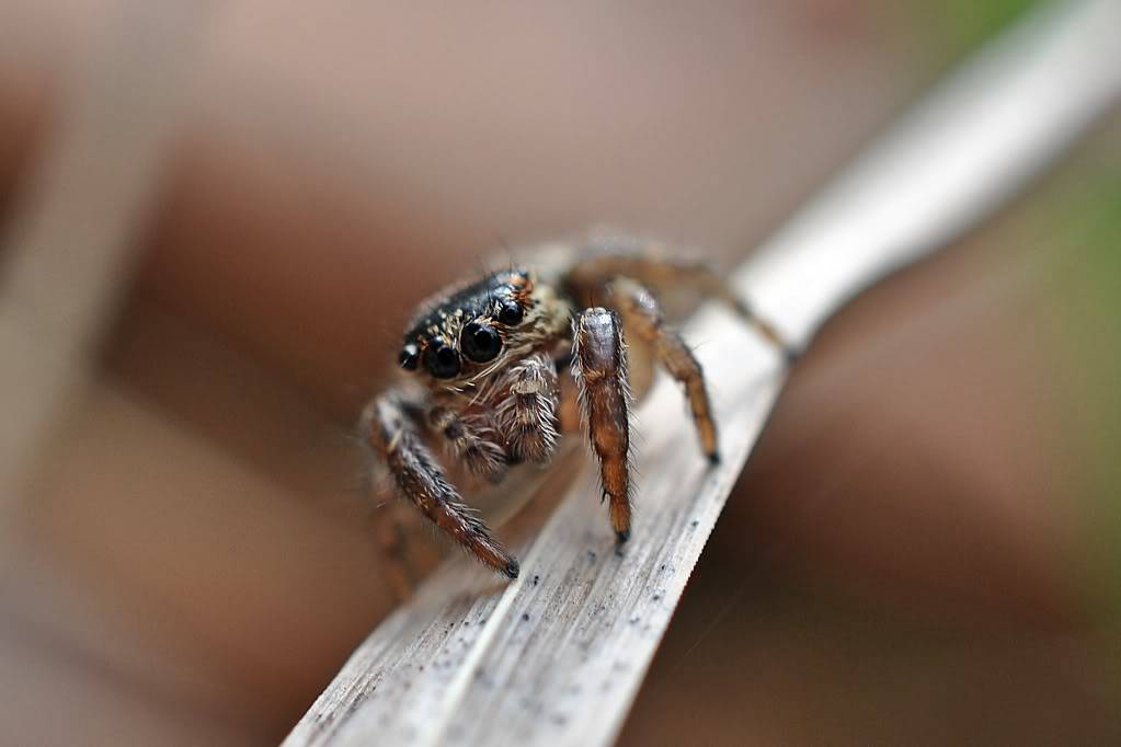 Herping in eastern austria .... Update ;) DSC_0055