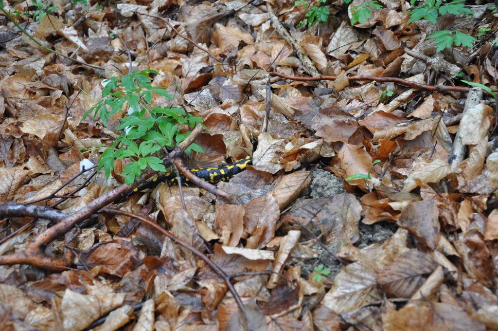 Herping in eastern austria .... Update ;) DSC_0275