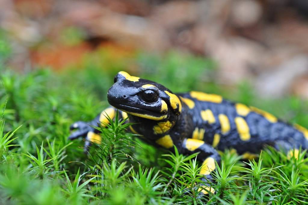 Herping in eastern austria .... Update ;) DSC_0326