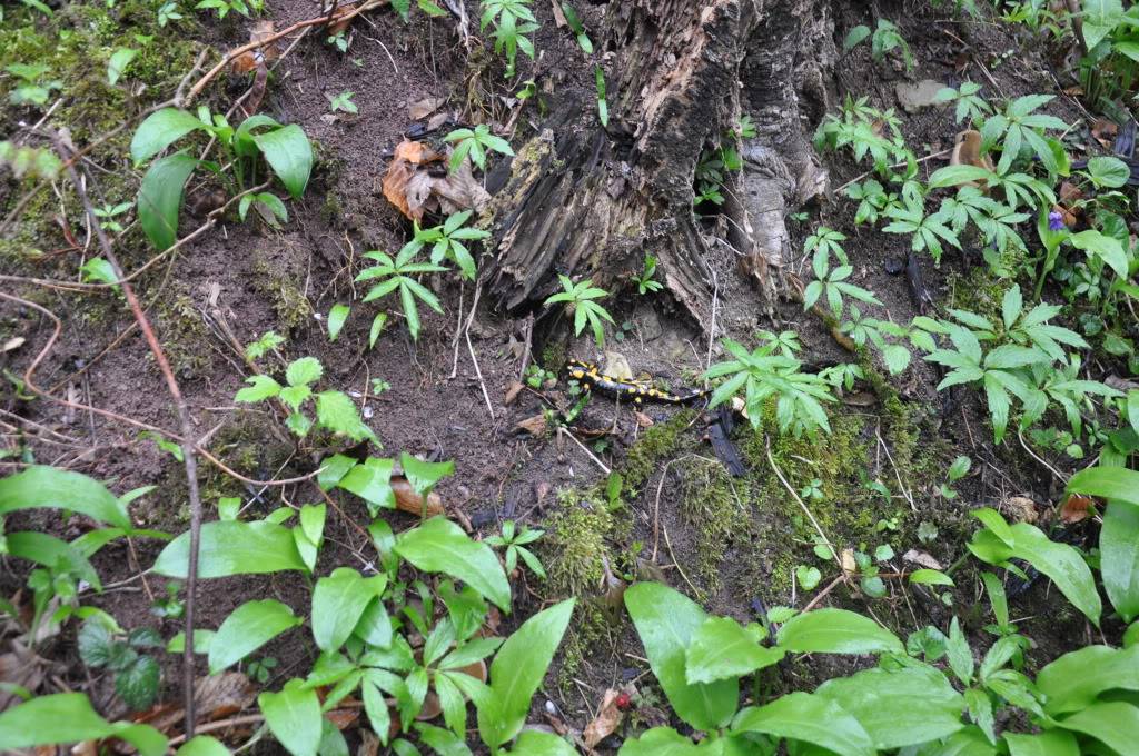 Herping in eastern austria .... Update ;) DSC_0357