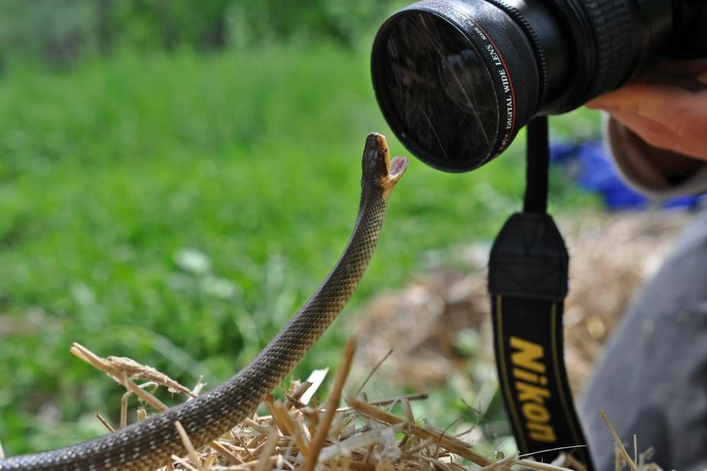 Herping in eastern austria .... Update ;) DSC_0580