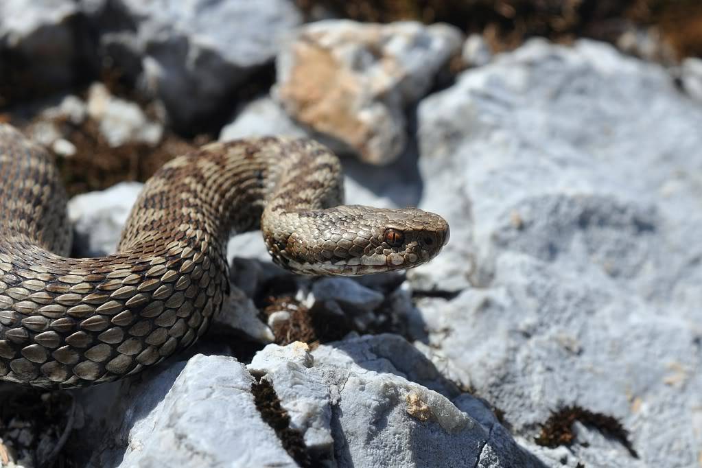 Vipera berus berus in Austria ... 2013 Update ;) - Page 2 DSC_0609