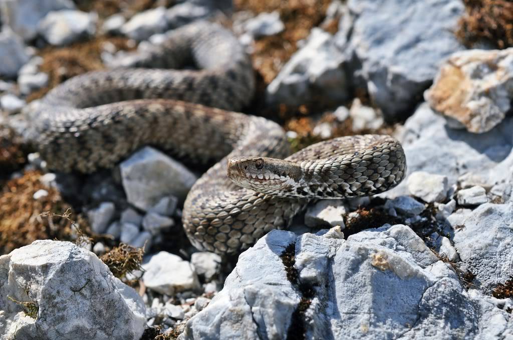 Vipera berus berus in Austria ... 2013 Update ;) - Page 2 DSC_0613