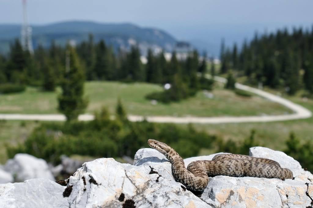 Vipera berus berus in Austria ... 2013 Update ;) - Page 2 DSC_0633-1