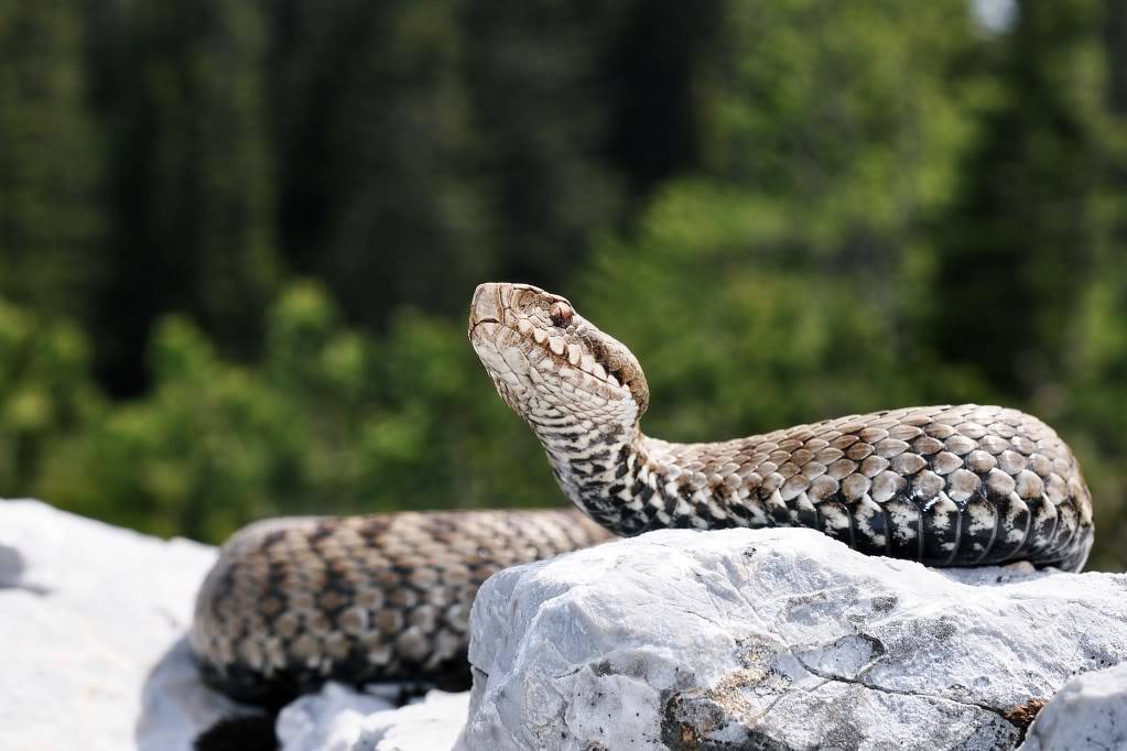 Vipera berus berus in Austria ... 2013 Update ;) - Page 2 DSC_0666