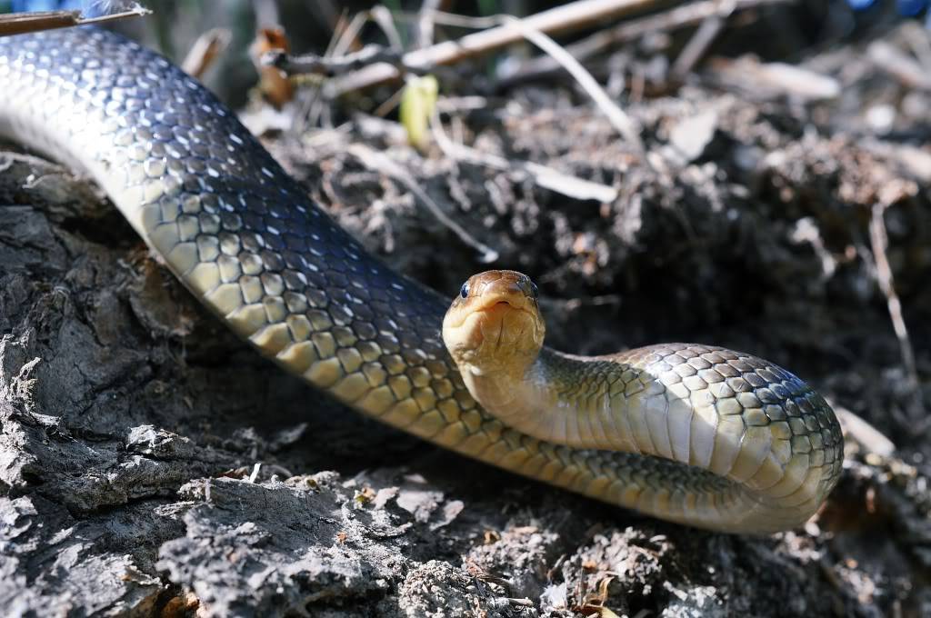 Herping in eastern austria .... Update ;) DSC_0675