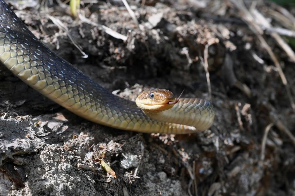 Herping in eastern austria .... Update ;) DSC_0678