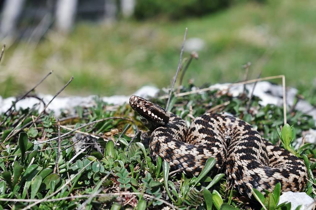 Vipera berus berus in Austria ... 2013 Update ;) - Page 2 DSC_0723