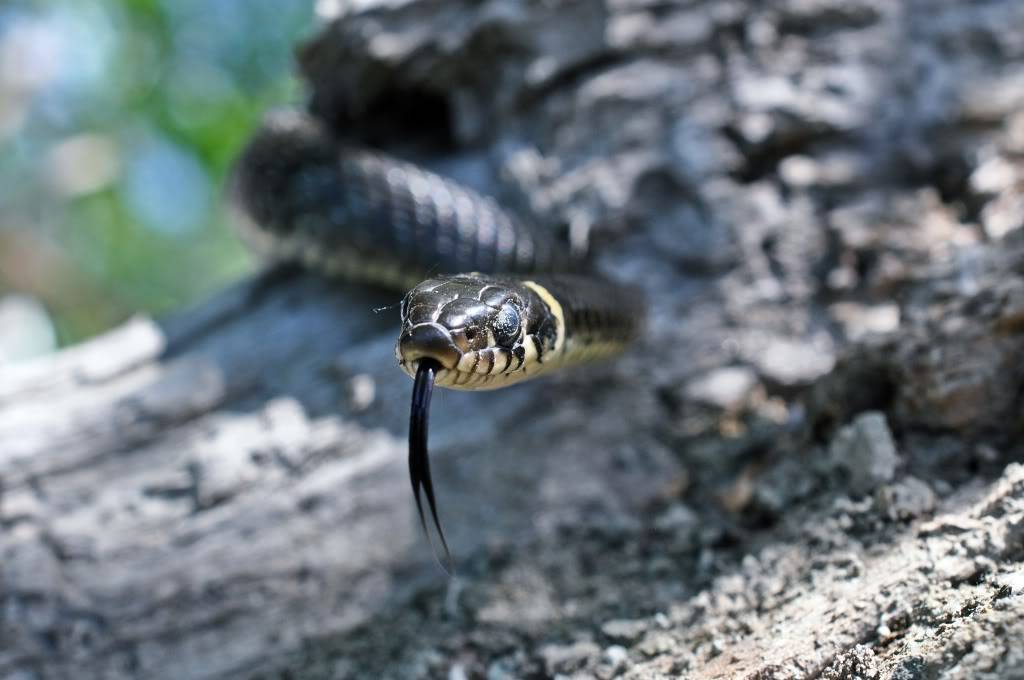 Herping in eastern austria .... Update ;) DSC_0730