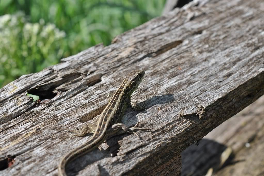 Herping in eastern austria .... Update ;) DSC_0739