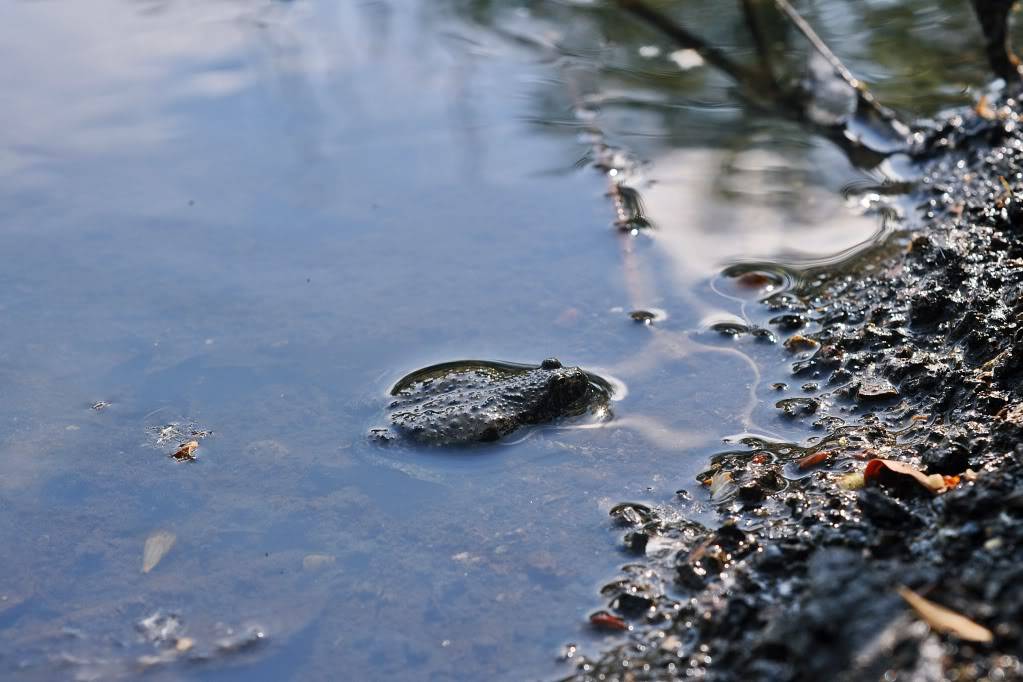 Herping in eastern austria .... Update ;) DSC_0761