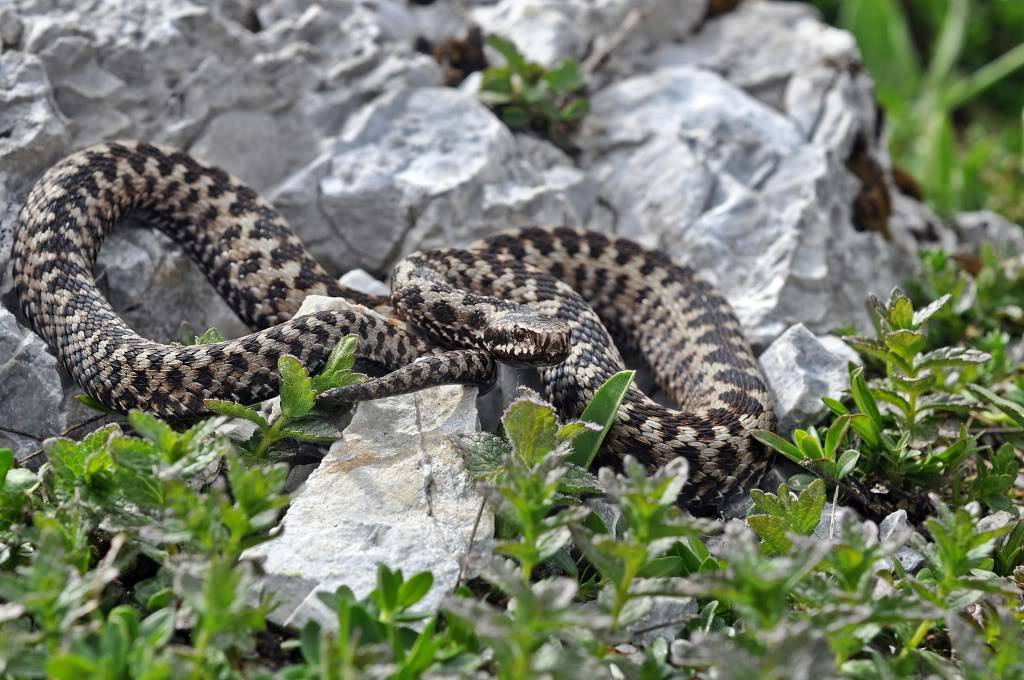 Vipera berus berus in Austria ... 2013 Update ;) - Page 2 DSC_0775