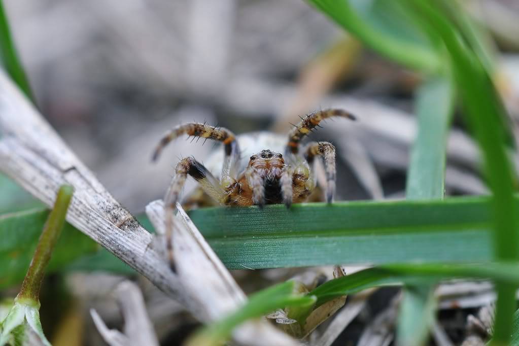 Herping in eastern austria .... Update ;) DSC_0795