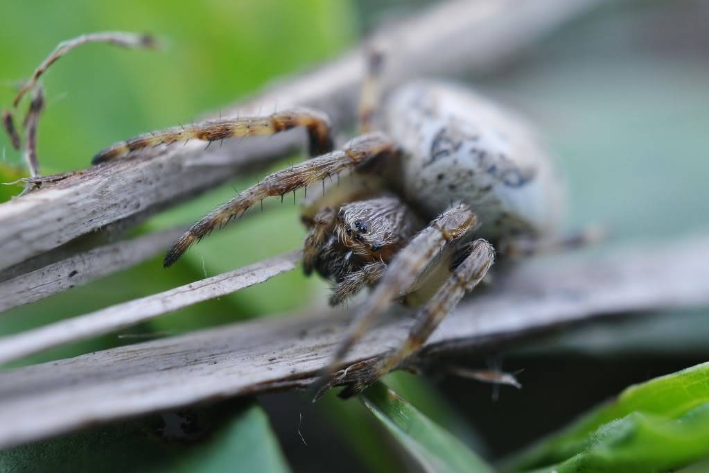 Herping in eastern austria .... Update ;) DSC_0822