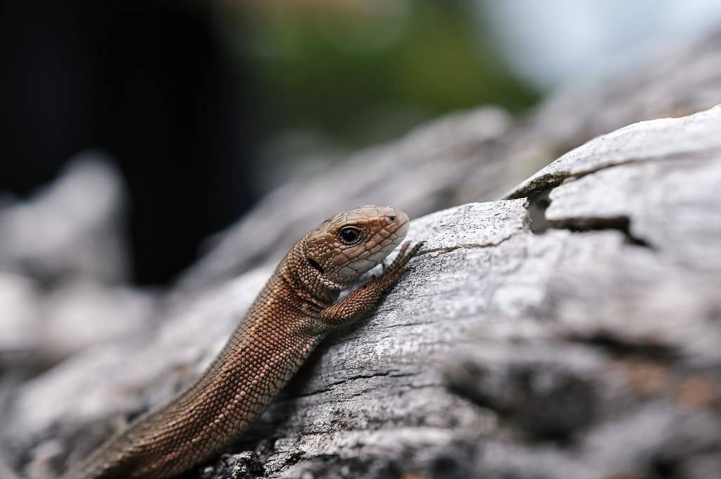 Vipera berus berus in Austria ... 2013 Update ;) - Page 2 DSC_0823