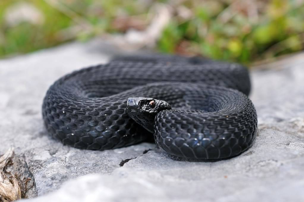 Vipera berus berus in Austria ... 2013 Update ;) - Page 2 DSC_0930