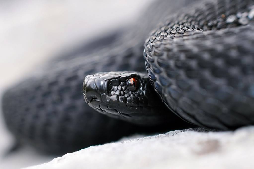 Vipera berus berus in Austria ... 2013 Update ;) - Page 2 DSC_0943-1