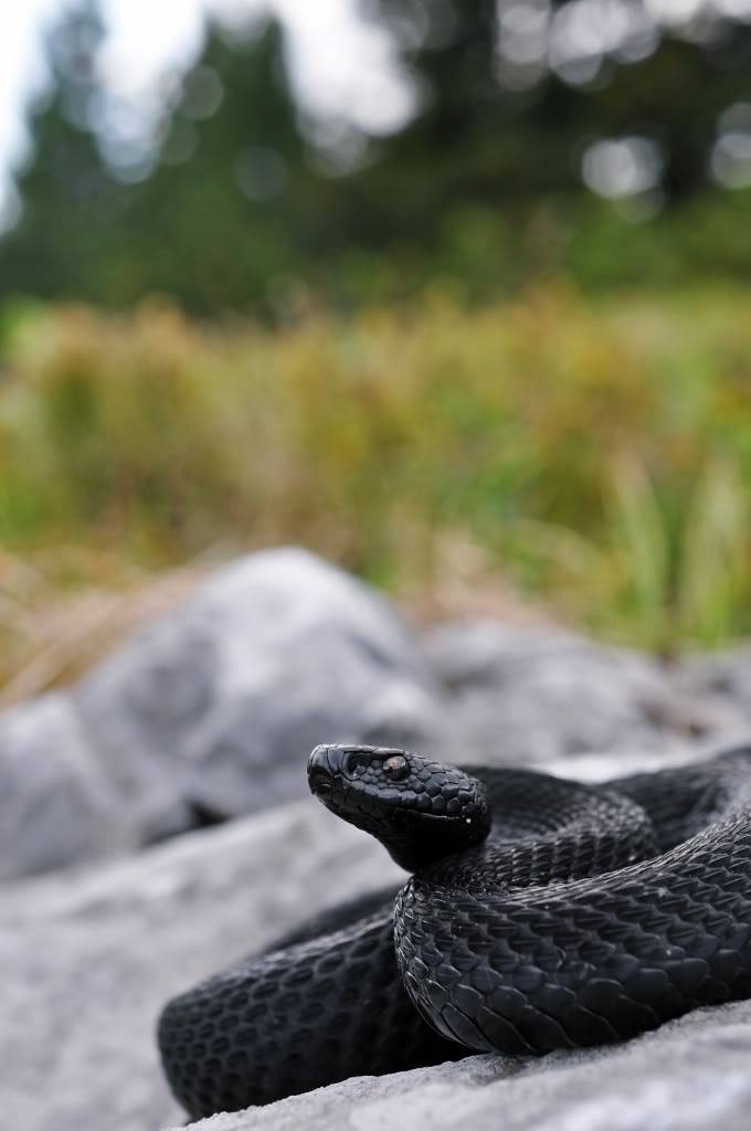 Vipera berus berus in Austria ... 2013 Update ;) - Page 2 DSC_0962