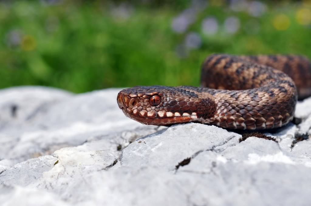 Vipera berus berus in Austria ... 2013 Update ;) - Page 2 Rax388