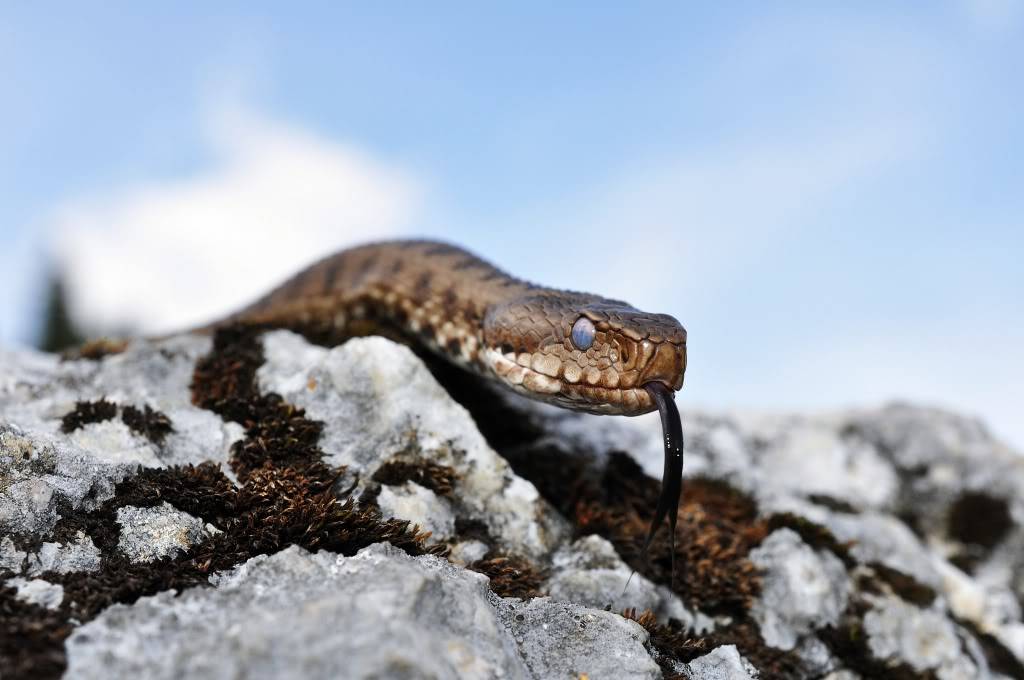 Vipera berus berus in Austria ... 2013 Update ;) - Page 2 Rax509