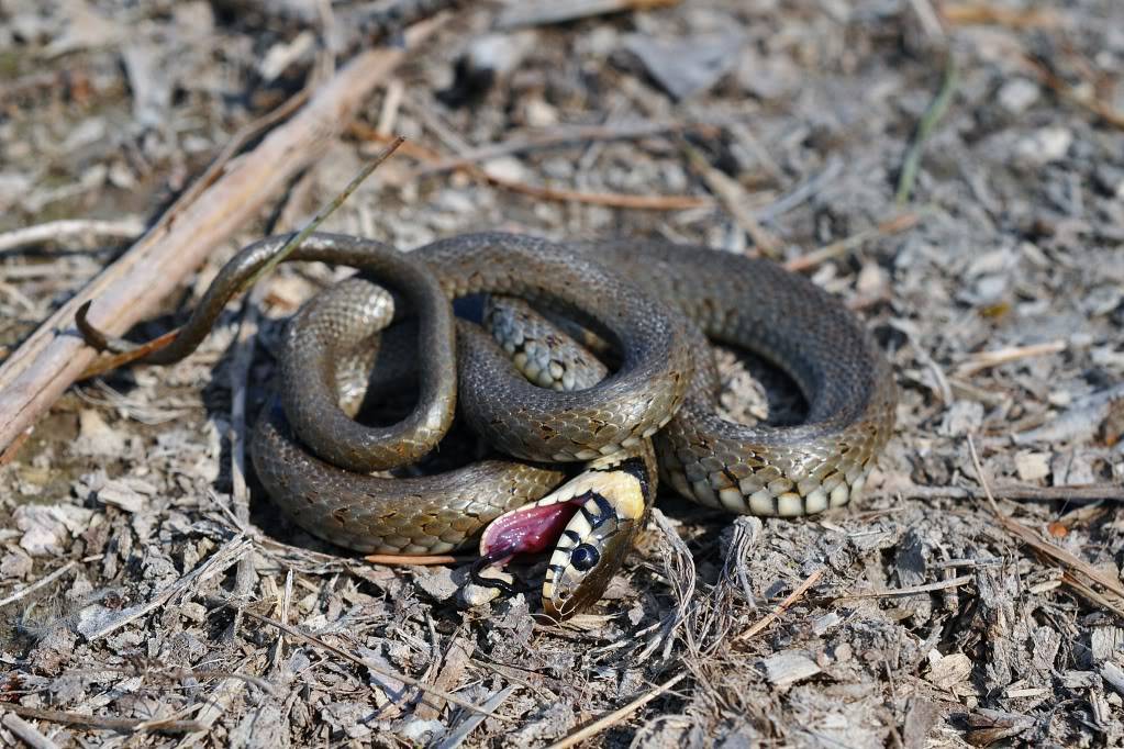 Herping in eastern austria .... Update ;) Firstherping1