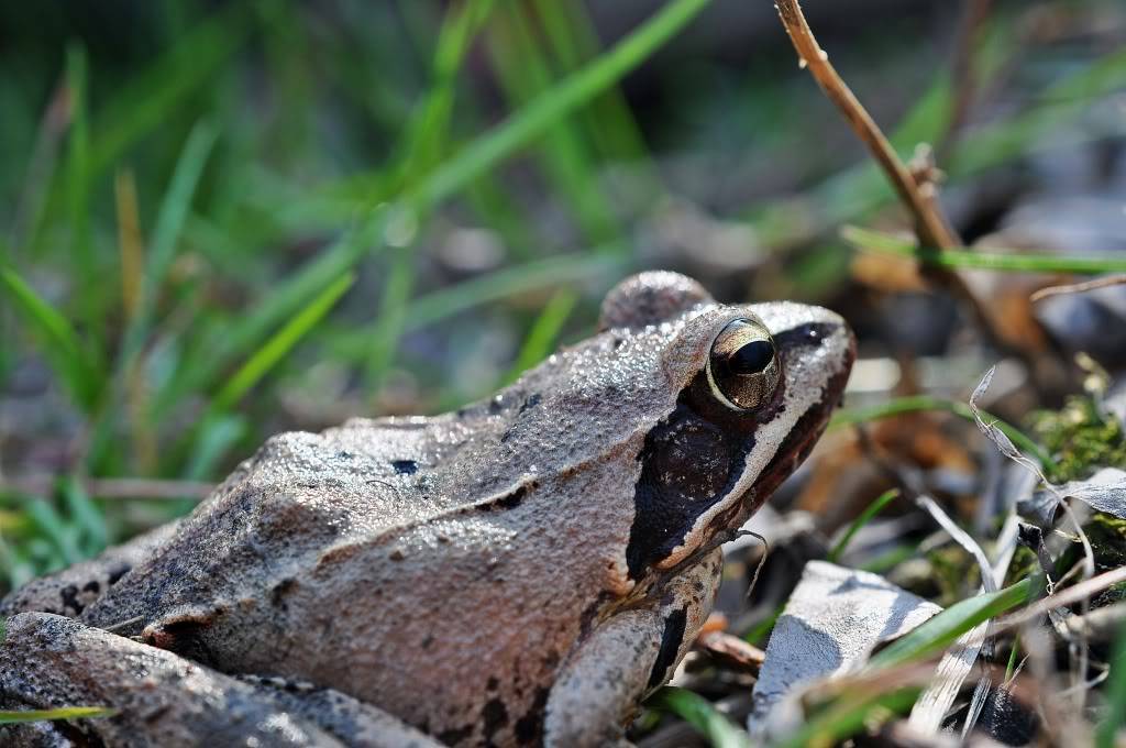 Herping in eastern austria .... Update ;) Firstherping112