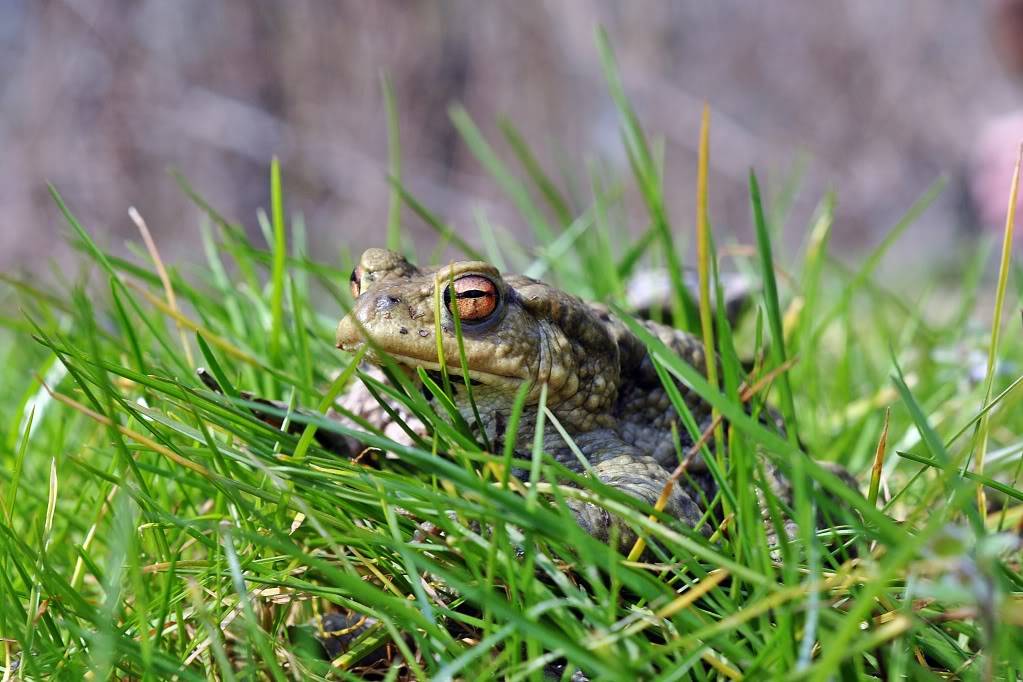 Herping in eastern austria .... Update ;) Firstherping135