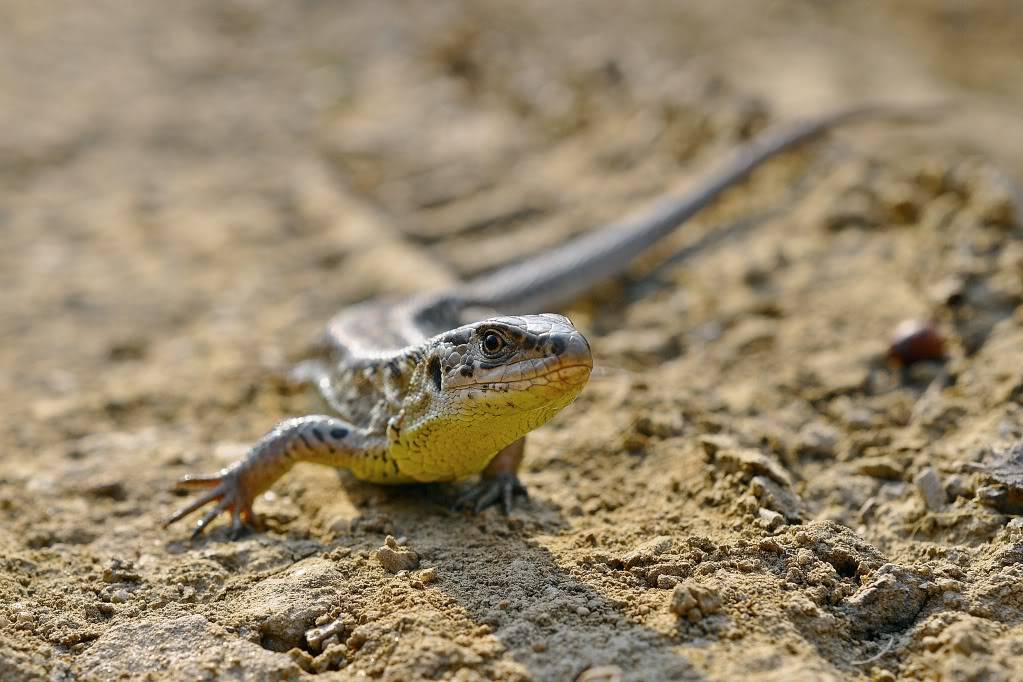 Herping in eastern austria .... Update ;) Firstherping191