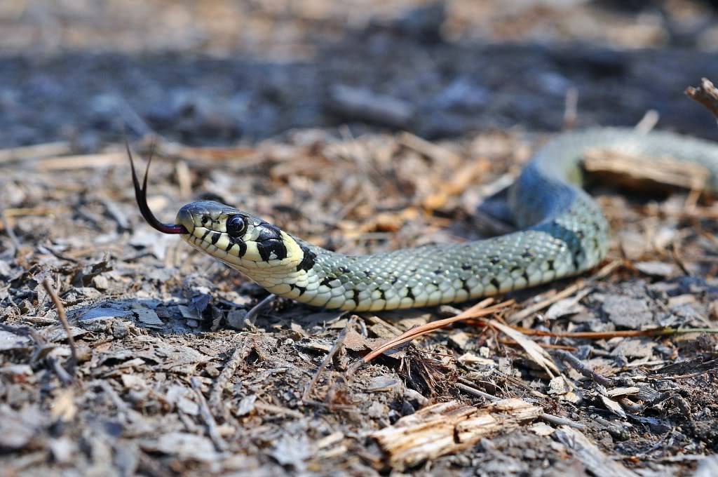 Herping in eastern austria .... Update ;) Firstherping67