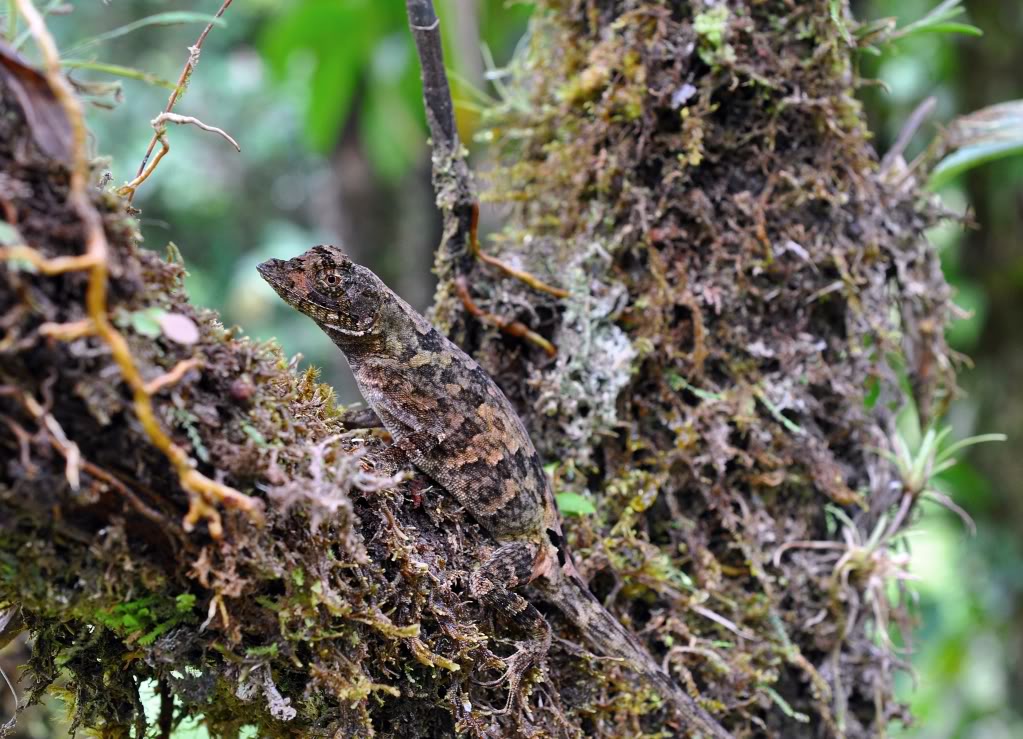 Costa Rica Herp-Trip CostaRica1002