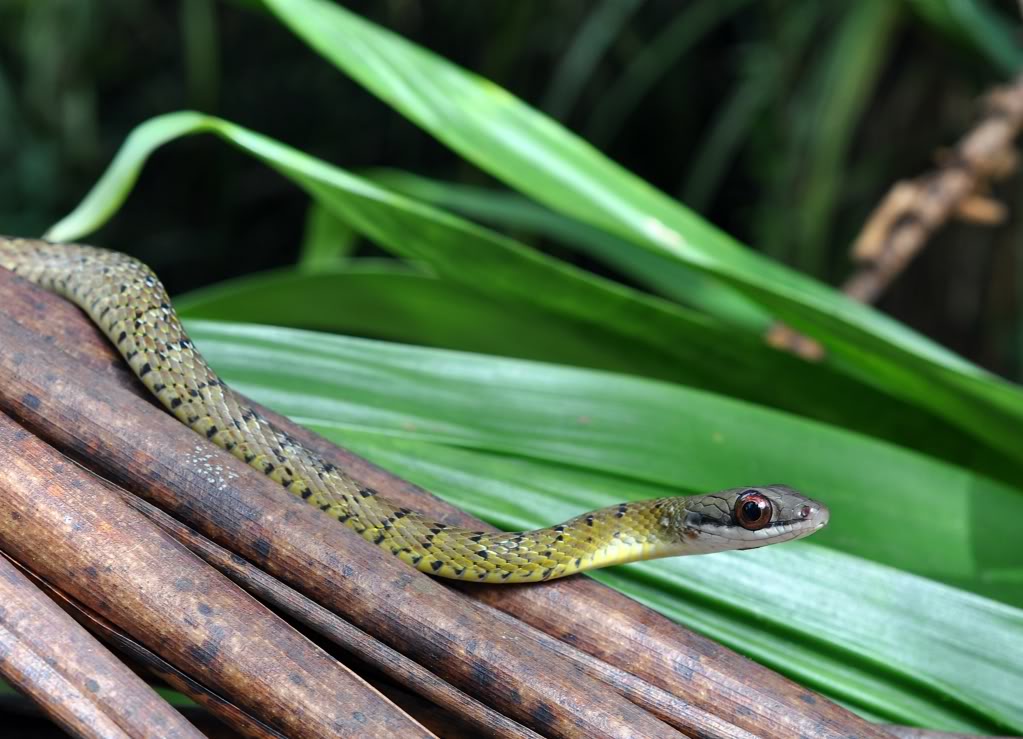 Costa Rica Herp-Trip CostaRica1065