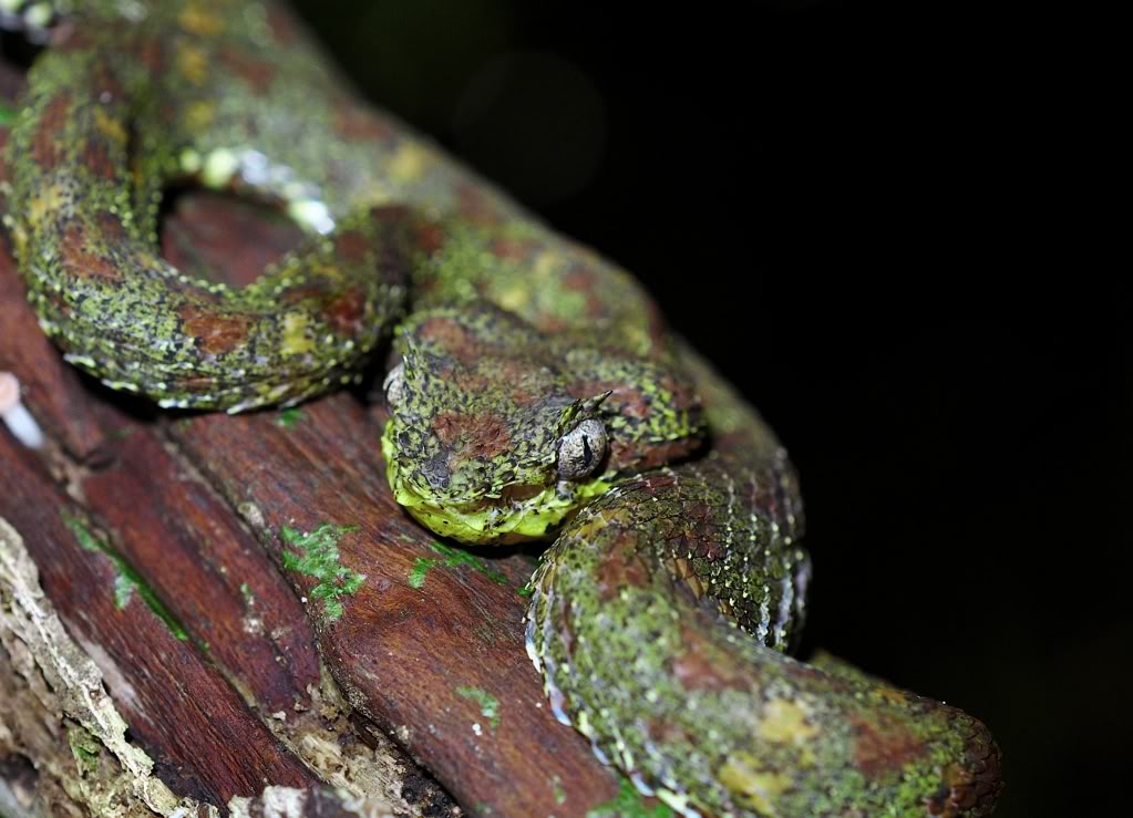 Costa Rica Herp-Trip CostaRica1150